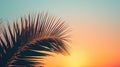 Sunset on the beach. Palm leaves. Palm trees at tropical coast, coconut tree summer vacation concept Royalty Free Stock Photo