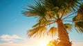 Sunset on the beach. Palm leaves. Palm trees at tropical coast, coconut tree summer vacation concept Royalty Free Stock Photo