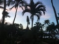 Sunset on the beach with Palm Trees