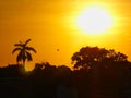 sunset on the beach with palms Royalty Free Stock Photo