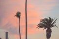 Sunset beach palms with colorful pink and orange clouds. Algarve, Portugal Royalty Free Stock Photo