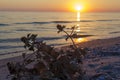 Sunset on the beach. The plant dry flowers in the sand Royalty Free Stock Photo