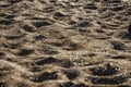 Sunset on the beach. Sand texture. Royalty Free Stock Photo