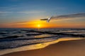 sunset at the beach with seagull Royalty Free Stock Photo
