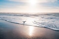 Sunset on the beach and silhouette of flying seagull. Soft light, cloudy sky background Royalty Free Stock Photo