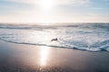 Sunset on the beach and silhouette of flying seagull. Royalty Free Stock Photo