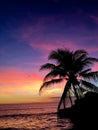 Sunset on the beach, silhouette of palm tree in ocean. Royalty Free Stock Photo