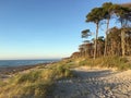 Sunset on the beach Weststrand in Born with pine trees on the peninsula Darss Royalty Free Stock Photo