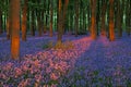 Sunset in a beautiful bluebell wood Royalty Free Stock Photo