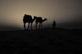 Sunset with beautiful camel Royalty Free Stock Photo