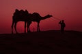 Sunset with beautiful camel Royalty Free Stock Photo