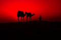 Sunset with beautiful camel Royalty Free Stock Photo