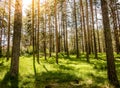 Sunset in beautiful forest in Zlatibor Royalty Free Stock Photo