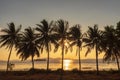 Sunset, Beautiful Silhouette Sweet coconut palm trees farm against background in Tropical island Thailand. fresh coconut on trees Royalty Free Stock Photo