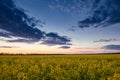 Sunset. Beautiful spring landscape, yellow flower in rapeseed field Royalty Free Stock Photo
