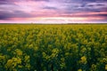 Sunset. Beautiful spring landscape, yellow flower in rapeseed field Royalty Free Stock Photo