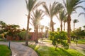 Sunset in a beautiful tropical park. The sun`s rays between the leaves of palm trees. A lot of trees and flowers in the garden of Royalty Free Stock Photo