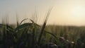 Sunset beautiful wheat field. Sunlight shine on unripe spikelets close up. Royalty Free Stock Photo