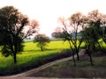 Sunset beauty ,meadow beauty ,dramatic sky countryside