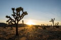 Sunset Begins Behind mountains in Joshua tree National park