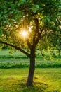 sunset behind apple tree in garden with sun rays Royalty Free Stock Photo