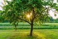 sunset behind apple tree in garden with sun rays Royalty Free Stock Photo