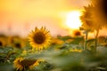 Sunset behind of blooming sunflowers