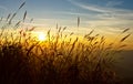 Sunset behind grass