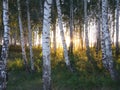 Sunset behind grove birch