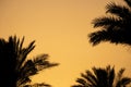 sunset behind the mountain against the background of palm trees in Egypt in Sharm El Sheikh, sunset in the desert Royalty Free Stock Photo