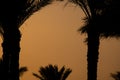 sunset behind the mountain against the background of palm trees in Egypt in Sharm El Sheikh, sunset in the desert Royalty Free Stock Photo