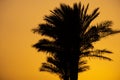 sunset behind the mountain against the background of palm trees in Egypt in Sharm El Sheikh, sunset in the desert Royalty Free Stock Photo