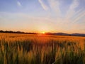 Sunset behind mountains with a green cornfield Royalty Free Stock Photo