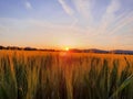 Sunset behind mountains with a green cornfield Royalty Free Stock Photo