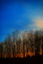 Sunset behind naked aspen trees in Sweden