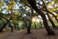 Sunset behind an oak tree savannah in Southern California