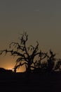 Sunset behind old dead live oak tree