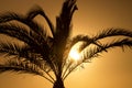 Sunset behind palm silhouette