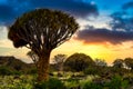 Sunset behind quiver trees in Africa. Unique quiver tree forest, Keetsmanshoop, Namibia Royalty Free Stock Photo