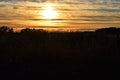 Sunset behind reeds near ocean Royalty Free Stock Photo