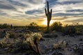 Sunset behind the Saguaro Royalty Free Stock Photo