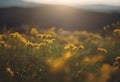 a sunset behind some very pretty yellow plants in the mountains Royalty Free Stock Photo