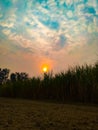 Sunset Behind The Sugarcane Plants