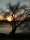 Sunset behind the tree