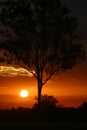 Sunset Behind Tree