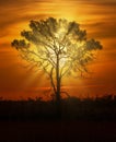 Sunset Behind Tree