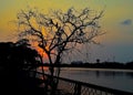 Sunset behind the tree in evening, sunset view lake Royalty Free Stock Photo