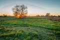 Sunset behind a tree and a green meadow, a halo effect or a strange cloud, Zarzecze, Poland Royalty Free Stock Photo