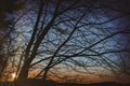 Sunset behind a tree in nature Royalty Free Stock Photo