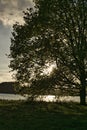 Sunset behind a Tree near a Lake Royalty Free Stock Photo